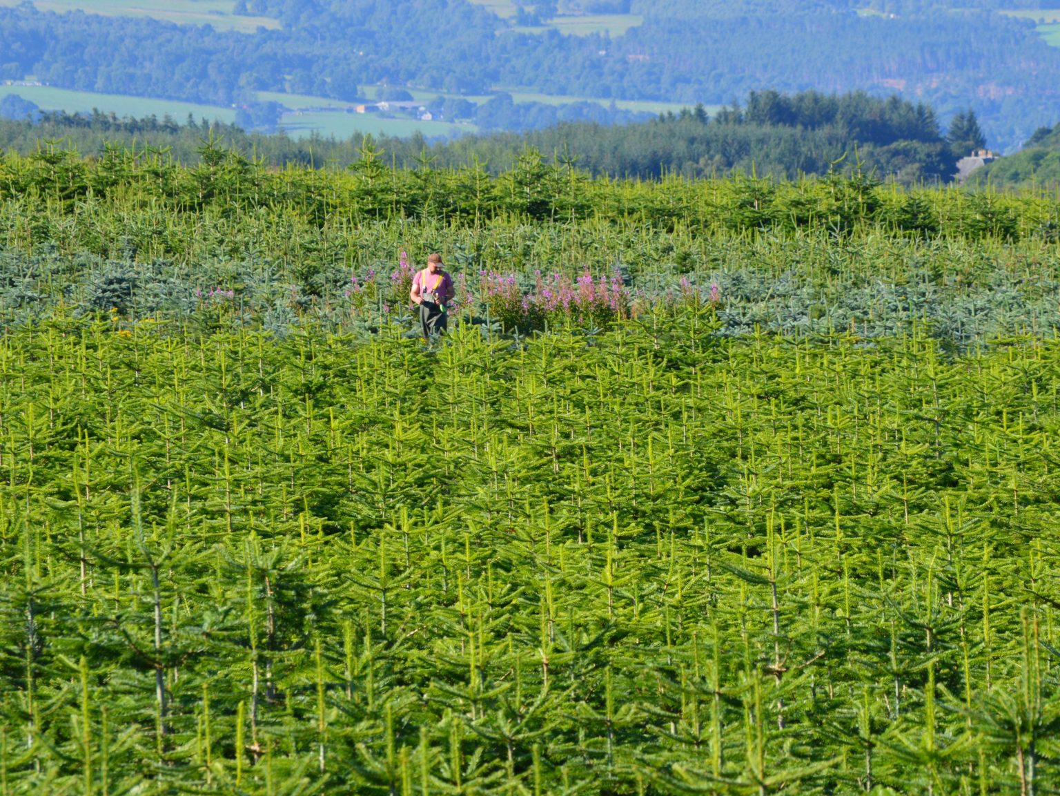 Dobbies Donates Real Christmas Trees To Charitable Causes In York The
