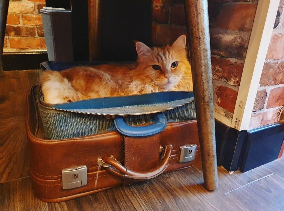 animal cafes in yorkshire