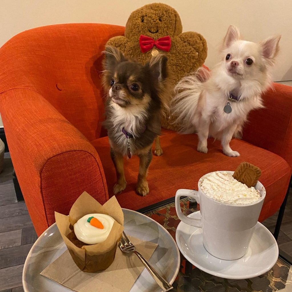 animal cafes in Yorkshire